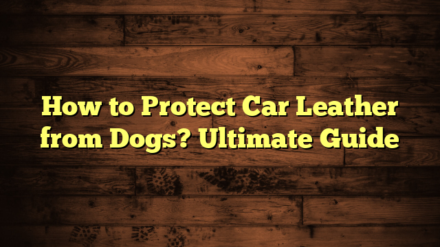 How to Protect Car Leather from Dogs? Ultimate Guide