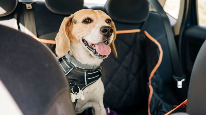 At What Age Do Dogs Stop Getting Car Sick?