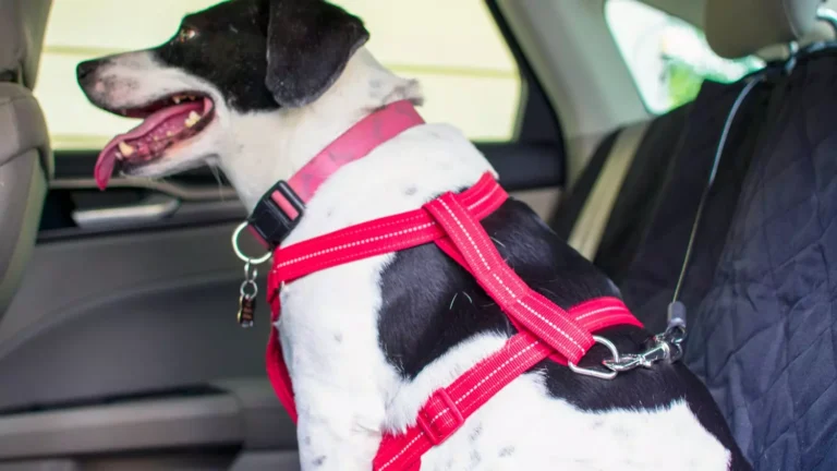 Can a Dog Lie Down in a Car Harness? Comfort Tips Revealed