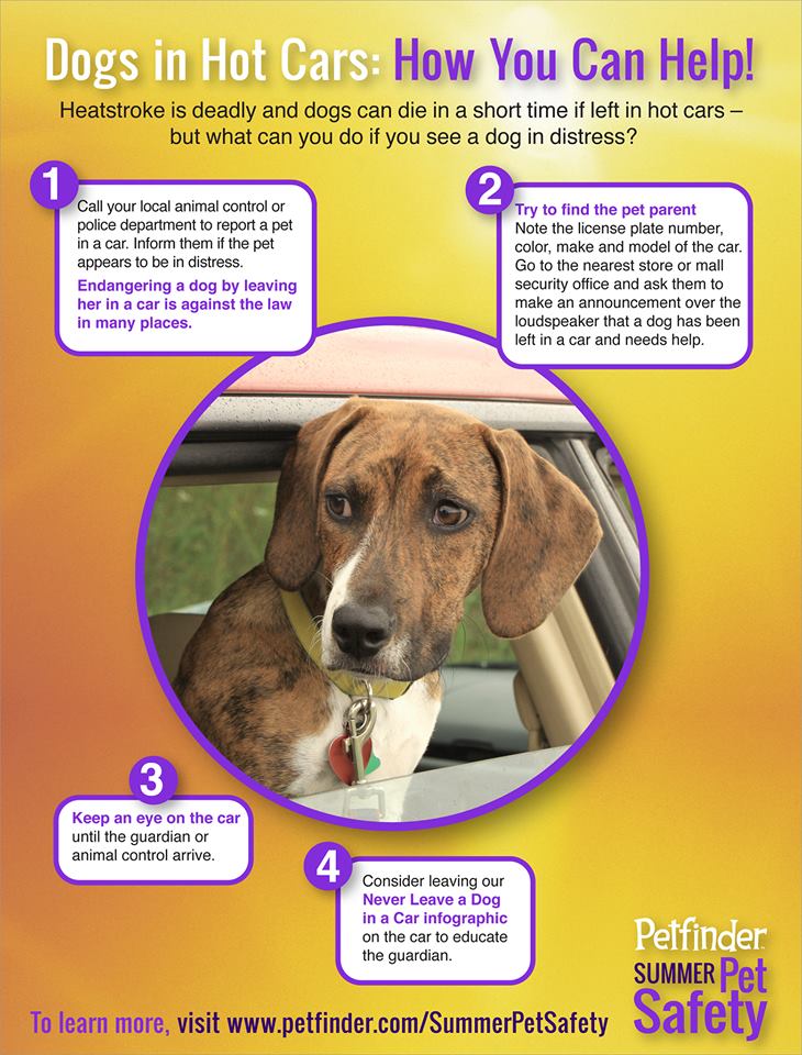 Can You Leave Your Dog in the Car While in the Store?: Risks & Tips