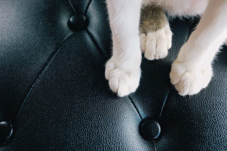Do Dog Nails Ruin Leather? Uncover the Truth