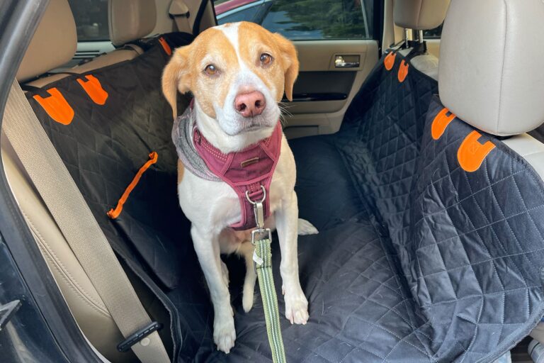 How Do I Protect My Leather Seats from My Dog?: Ultimate Guide
