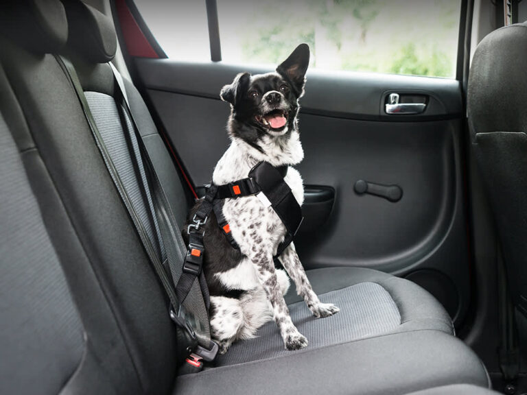 How Should a Dog Sit in the Car? Safety & Comfort Tips