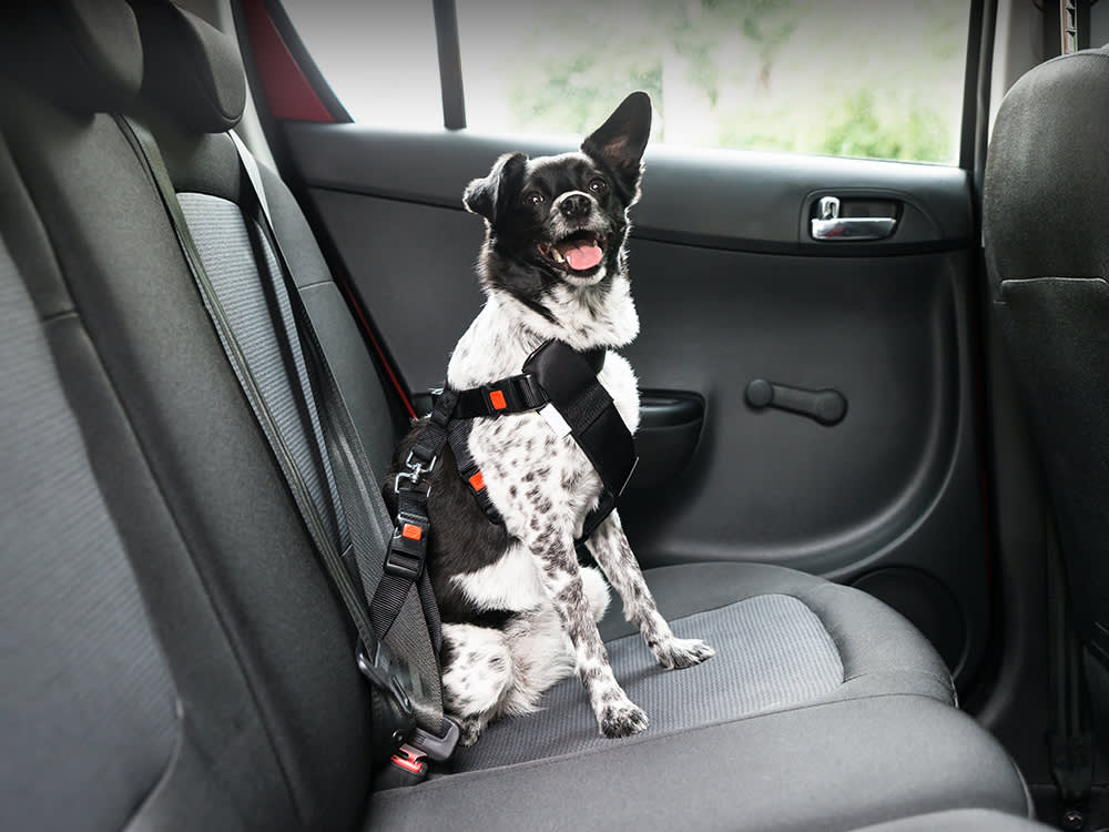 How Should a Dog Sit in the Car?
