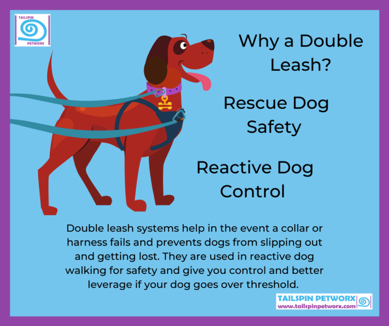 Is a Collar Or Harness Better for a Reactive Dog? Unleash the Truth