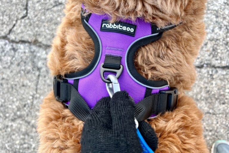 Is a Front Or Back Harness Better for Dogs? Unleashed Truths