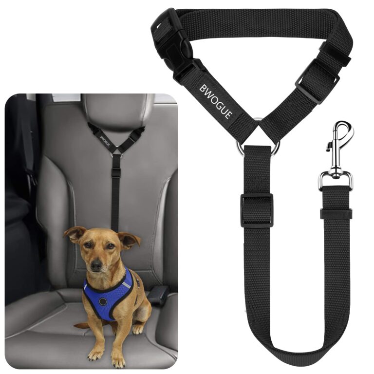 What is the Safest Restraint for a Dog in a Car? Unleashed Truths