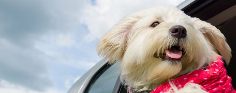 What Percentage of Dogs Get Carsick? Surprising Stats