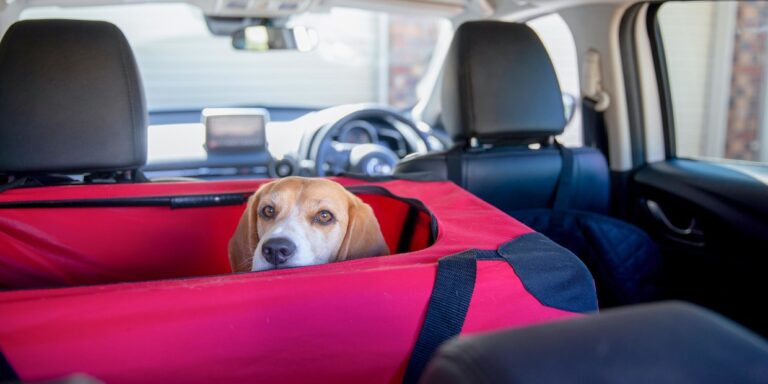 Where is the Best Place for a Dog to Sit in the Car? Safe Spots!