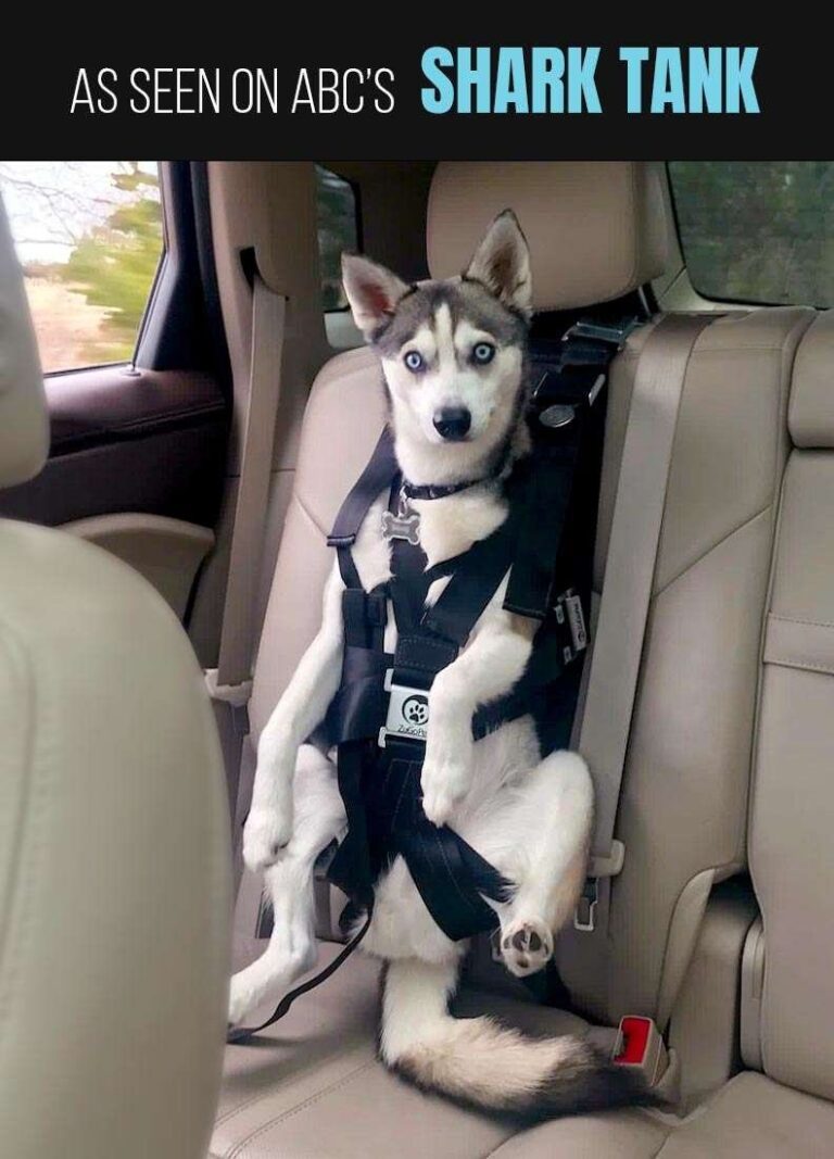 Where is the Safest Place for a Dog Seat in a Car?: Ultimate Guide