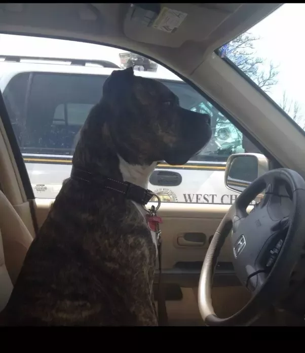 Why Do Dogs Love the Driver’s Seat? Unveiled Mysteries